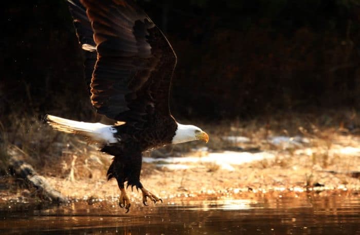 A bald eagle flies over a body of water.