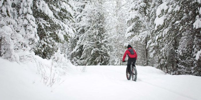 A person riding a fat bike through a snowy forest.