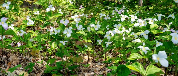 White trilliums in the woods.