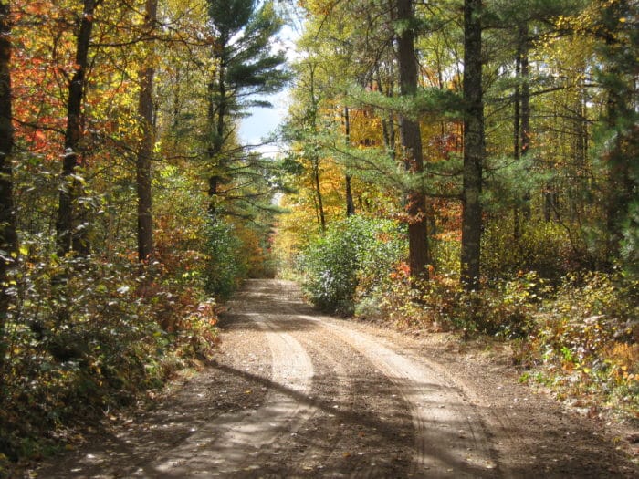 A dirt road in the woods.