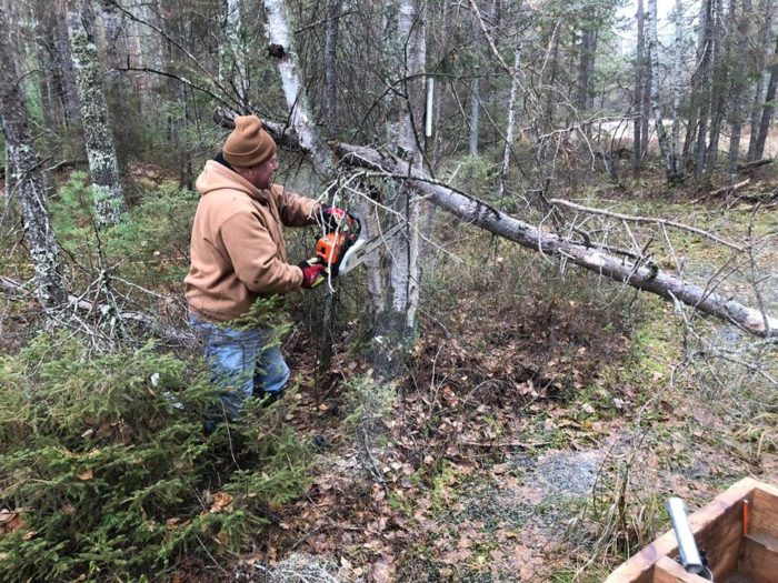 A man cutting down a tree in the woods.