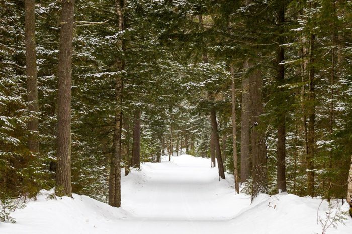 A snowy path surrounded by trees in a wooded area.