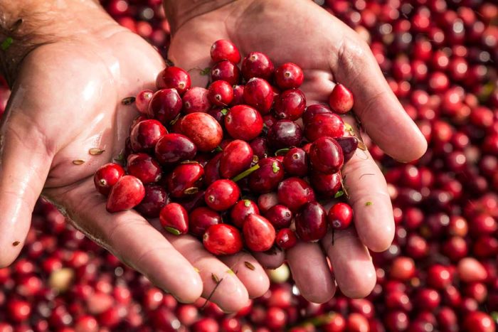 Cranberries in the hands of a person.