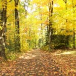 A forest path covered in fallen leaves meanders through a tranquil resort, surrounded by trees with bright yellow and green foliage.