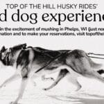 Experience the thrill of sled rides in Phelps, WI, where you can witness a powerful husky pulling a sled across the pristine snow. Perfect for anyone eager to see an enthusiastic running sled dog in action, this adventure is unforgettable.