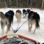 Experience the thrill of a popular attraction as you're pulled by a team of sled dogs through a snowy forest trail.