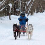 A child enjoys a thrilling sled ride, pulled by two energetic sled dogs on a snowy trail surrounded by majestic trees.