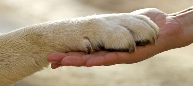 paw and hand