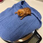 A small brown animal resting on a blue cloth atop a digital scale displaying 49 grams.