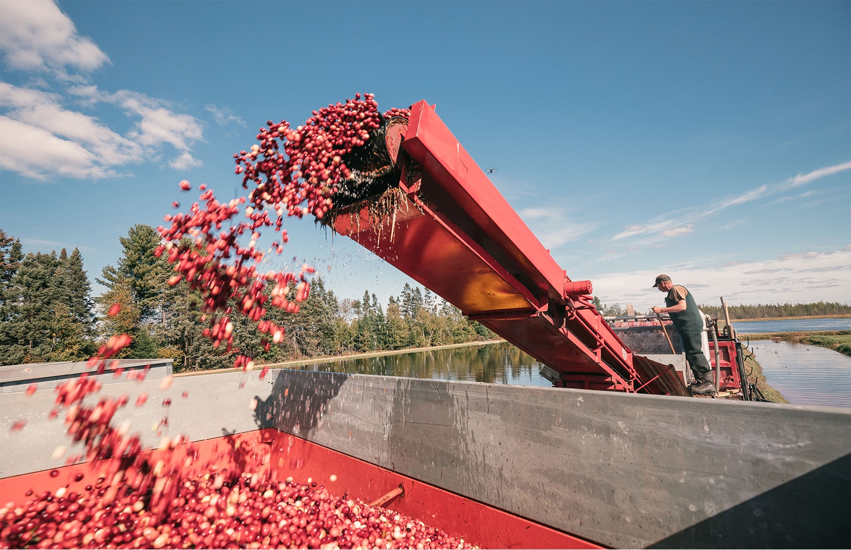 A person operates machinery to unload cranberries from a conveyor belt into a large container on a clear day near a wooded area and lake.