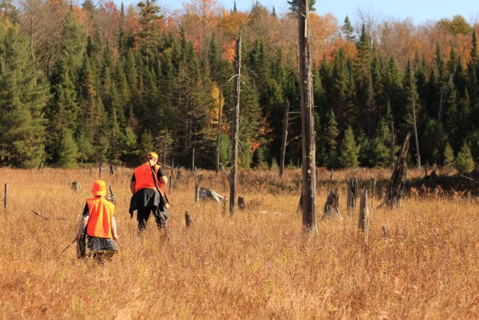 Two people wearing orange vests walk through a field with tall grass and scattered tree stumps, surrounded by a forest with autumn foliage.