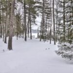 Snow-covered forest with tall trees, a view of a lake in the distance, and overcast skies.