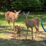 Three deer, including a fawn with white spots, stand on grass near trees in a sunlit outdoor area. A blue object is partially visible on the right side.