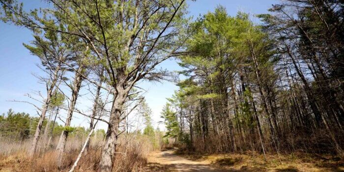 Decker-Lake-Trail_Vilas-County_050922_13_WP