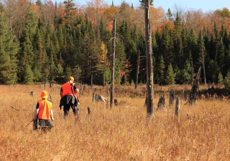 Two people wearing orange vests walk through a field with tall grass and scattered tree stumps, surrounded by a forest with autumn foliage.