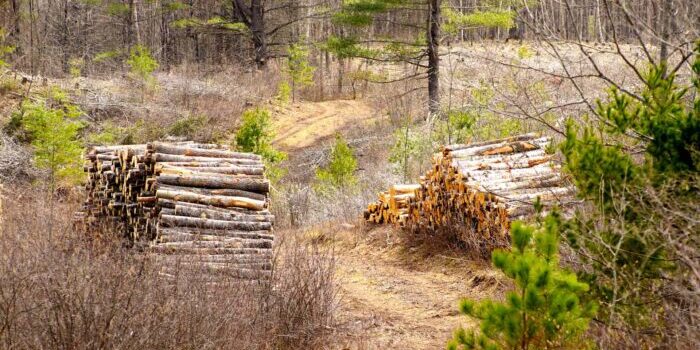 Langley-Lake-Trails_Vilas-County_050922_08_WP