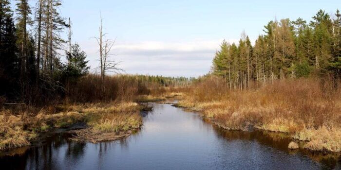 Muskrat-Creek-Trail_Vilas-County_050922_03_WP