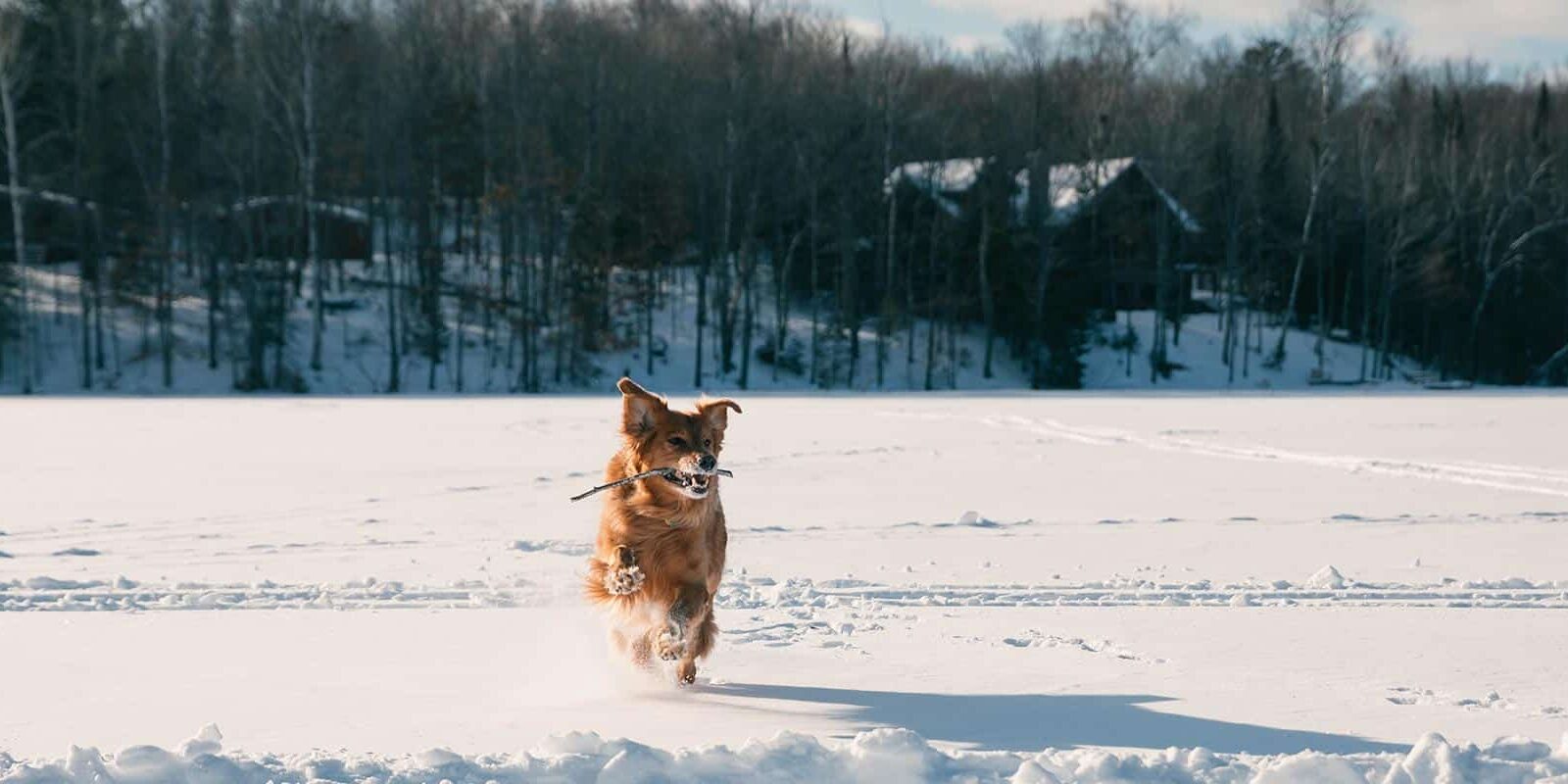 Pet-Friendly Lodging