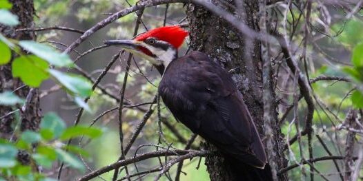 A red and white woodpecker perched in a tree.