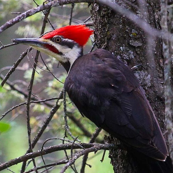A red and white woodpecker perched in a tree.