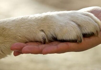 paw and hand